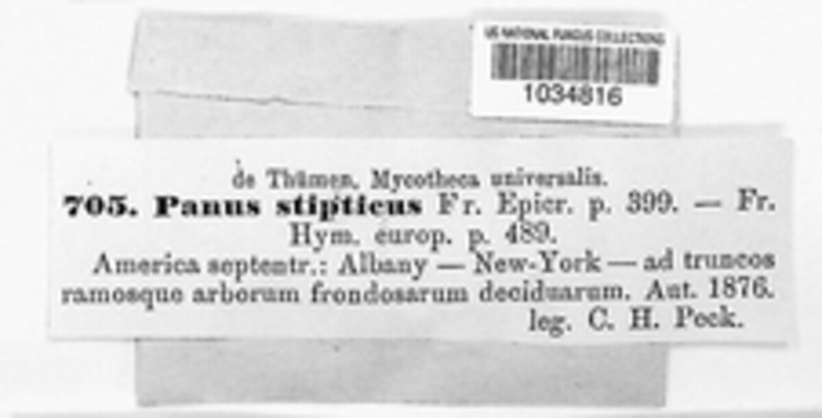 Panellus stipticus image